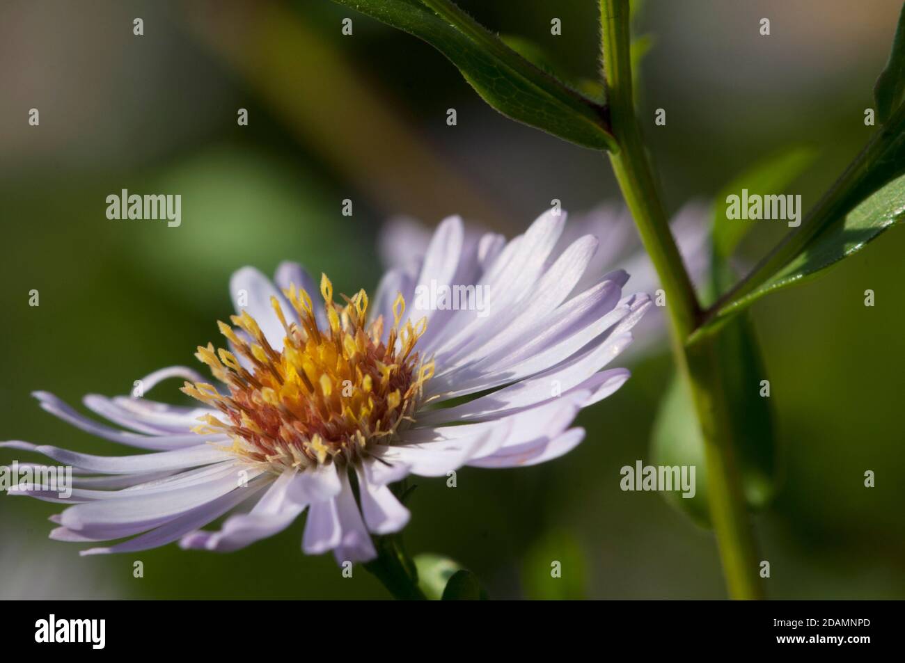 European Michaelmas daisy plant in an autumn garden Stock Photo - Alamy