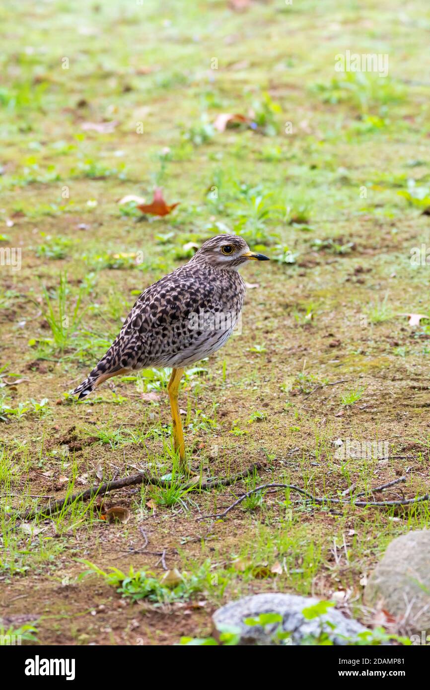 Spotted thick-knee bird, (Burhinus capensis), spotted dikkop, Cape thick-knee side on or profile in the wild, Cape Town, South Africa Stock Photo