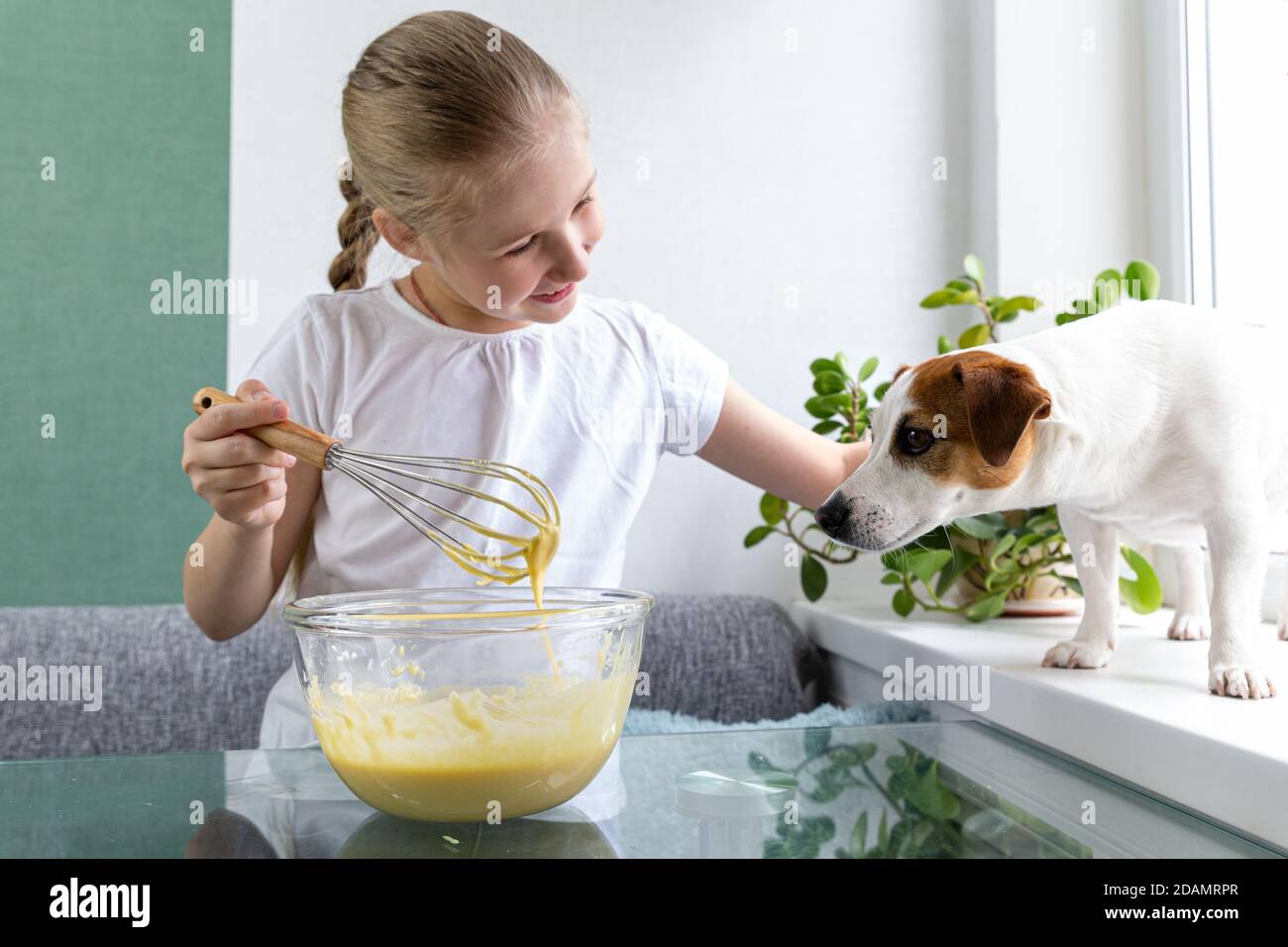 A girl in a white T-shirt treats Jack Russell's dog with whiskey dough from a whisk. Hungry dog. For a friend, do not mind. Cooking at home. Stock Photo