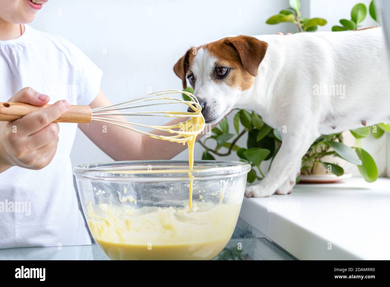 A girl in a white T-shirt treats Jack Russell's dog with whiskey dough from a whisk. Hungry dog. For a friend, do not mind. Cooking at home. Stock Photo