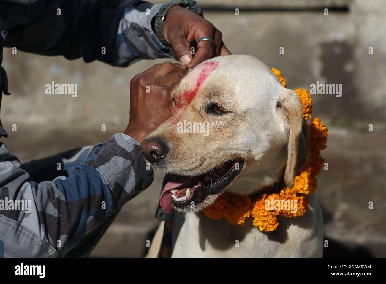 Nepalis dog hires stock photography and images Alamy