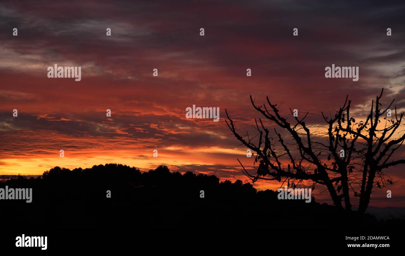 Tree silhouette against amazing sunset sky with beautiful colors in the clouds Stock Photo