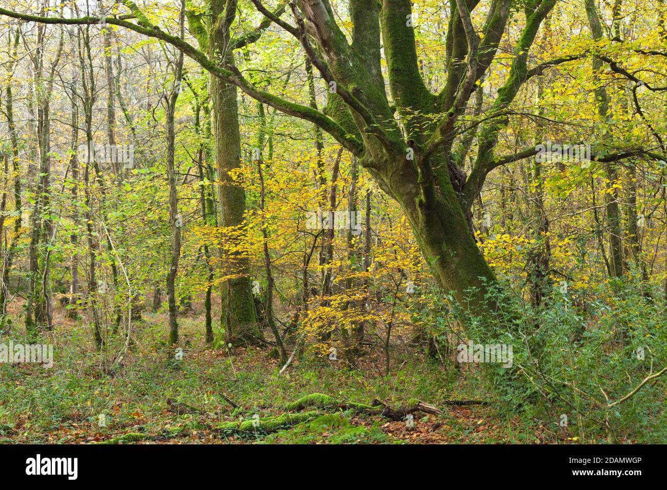 Alte Buche im Wald auf der Cotentin Halbinsel Normandiem Frankreich. Herbstzeit Stock Photo