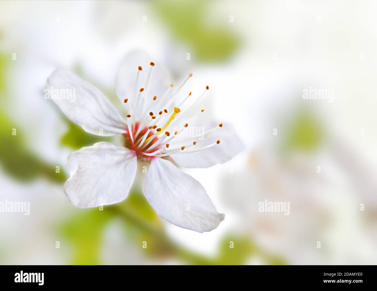 Soft focus floral background pastel hi-res stock photography and images ...