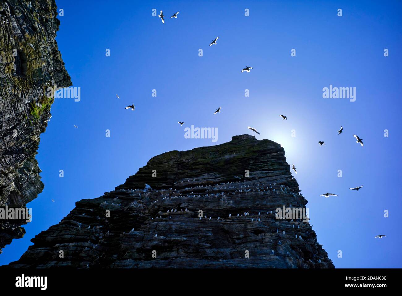 Thousands of seabirds live on the Sugarloaf rock at the Chasms, Isle of Man Stock Photo