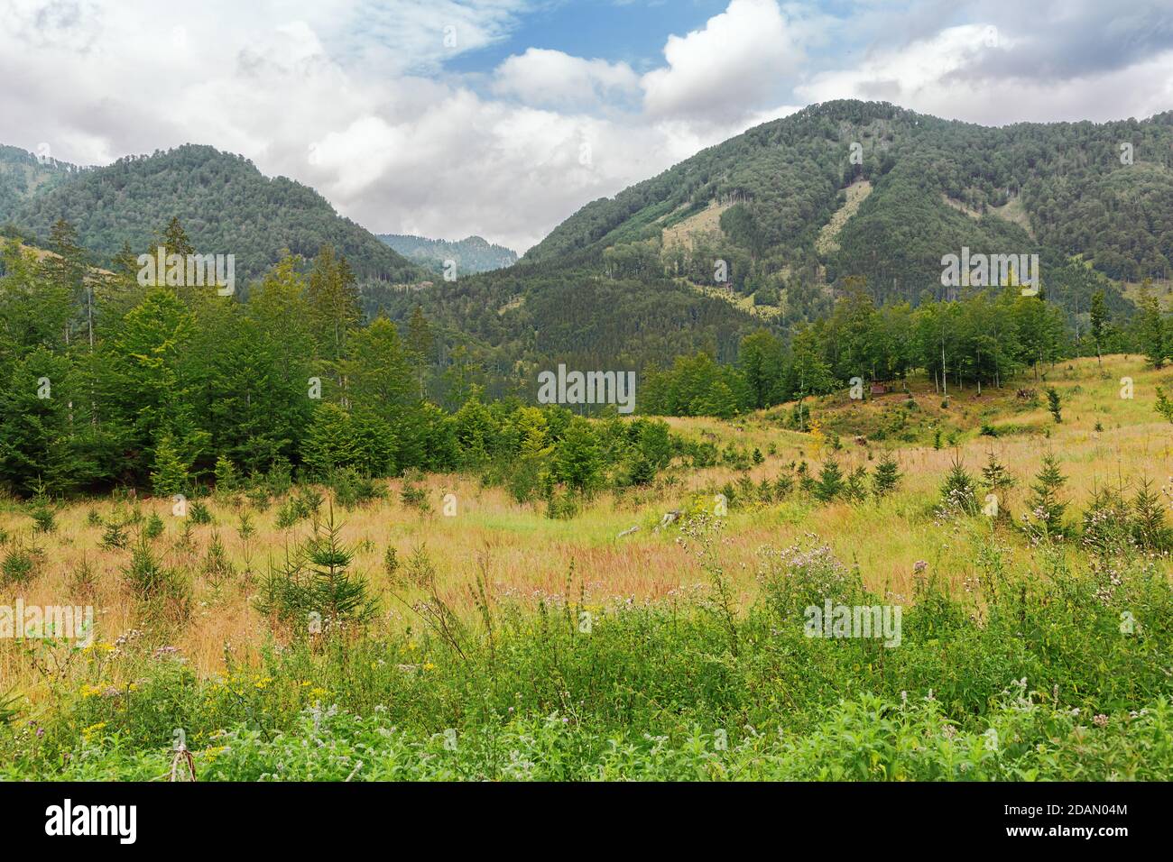 Meadows in the vicinity of the Almsee, when descending from the Ameisstein Stock Photo