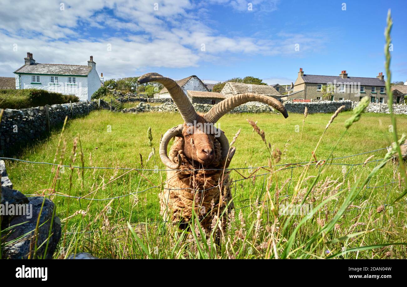 Manx Loaghtan ram with four horns at the Cregneash living museum, Isle of Man Stock Photo