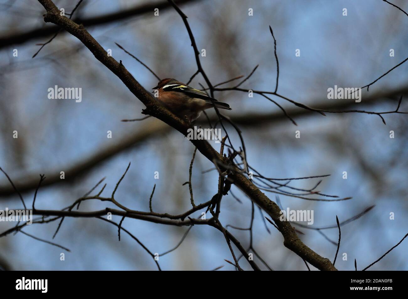 Im Frühling beobachtetes Buchfinkmännchen (Fringilla coelebs) mit seinem farbenprächtigen Gefieder bei Malente in Schleswig-Holstein. - Male chaffinch Stock Photo