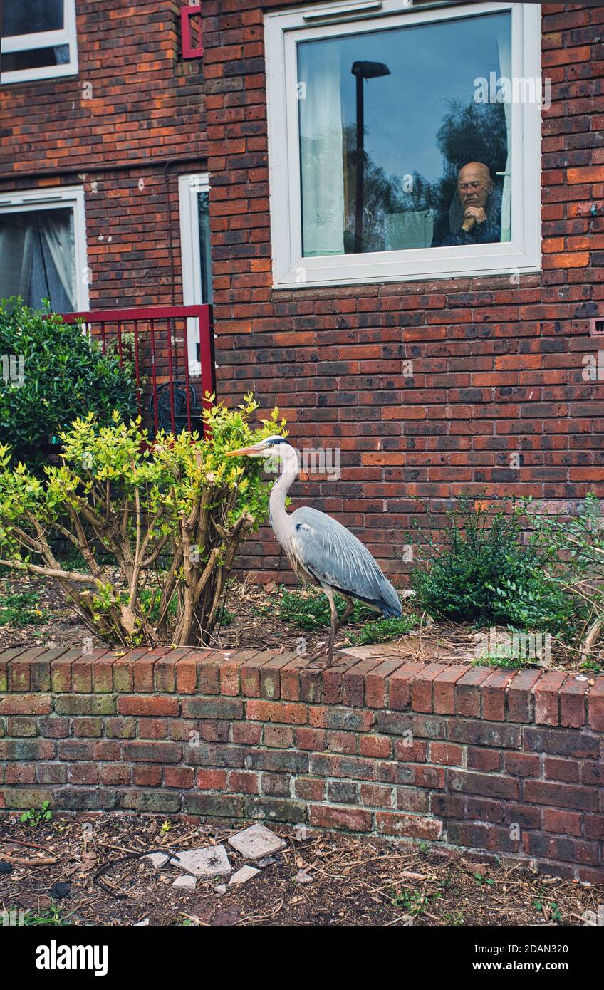 GREAT BRITAIN / England / London / Man watching grey Heron from his window during the lockdown. Stock Photo