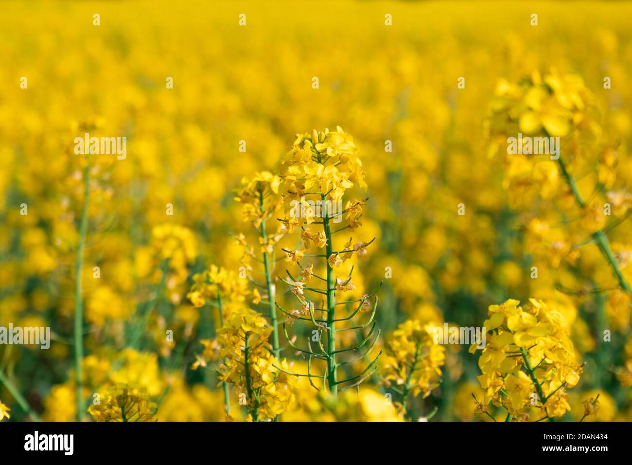 yellow canola field blooming in spring Stock Photo