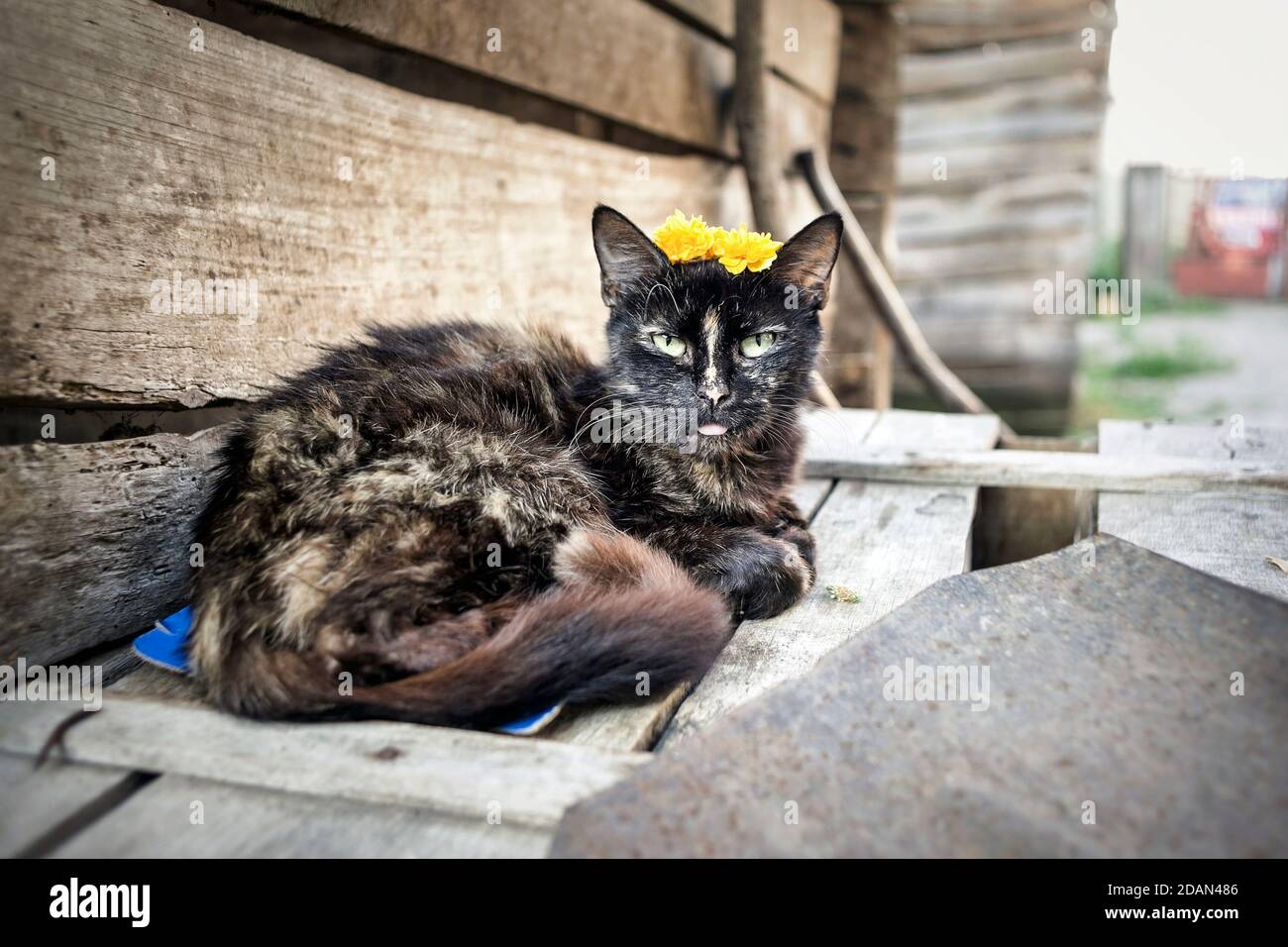 Old tufted cat looking funny with tongue out and yellow flowers on her head. Stock Photo