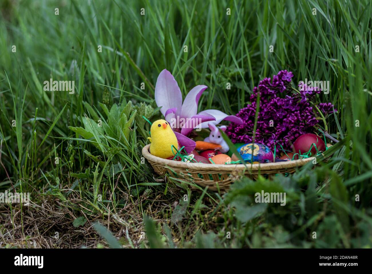 Small basket full of Easter decoration outside in the grass . Eggs, chick, bunny rabbit, flowers. Stock Photo