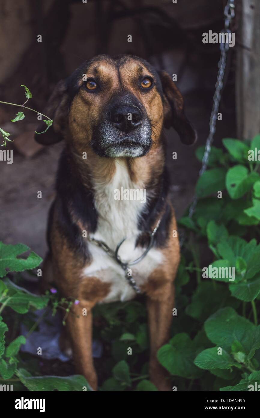 Beautiful portrait of a countryside mixed-breed dog. Stock Photo