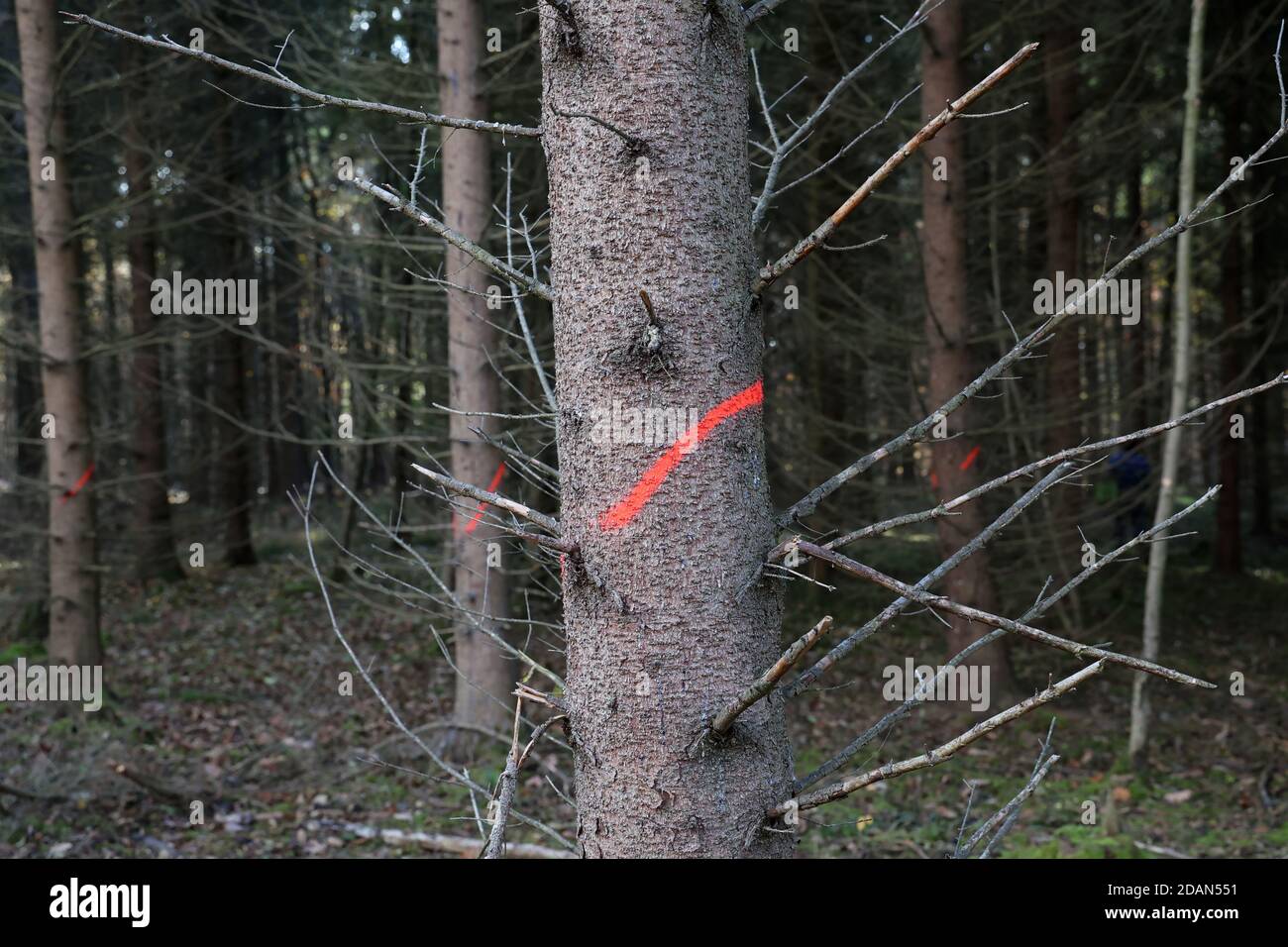 Shot of sick trees with marked signs for being cut down Stock Photo