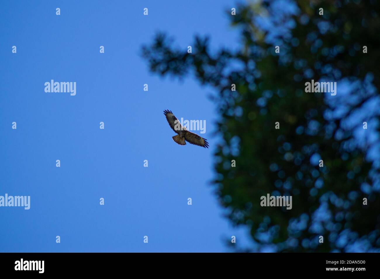 Eagle flies in the air Stock Photo Alamy