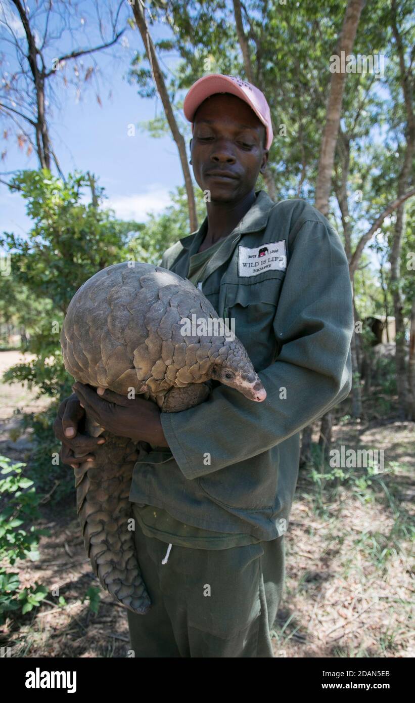 Pangolin the world most trafficked animal, safe in Wild is Life