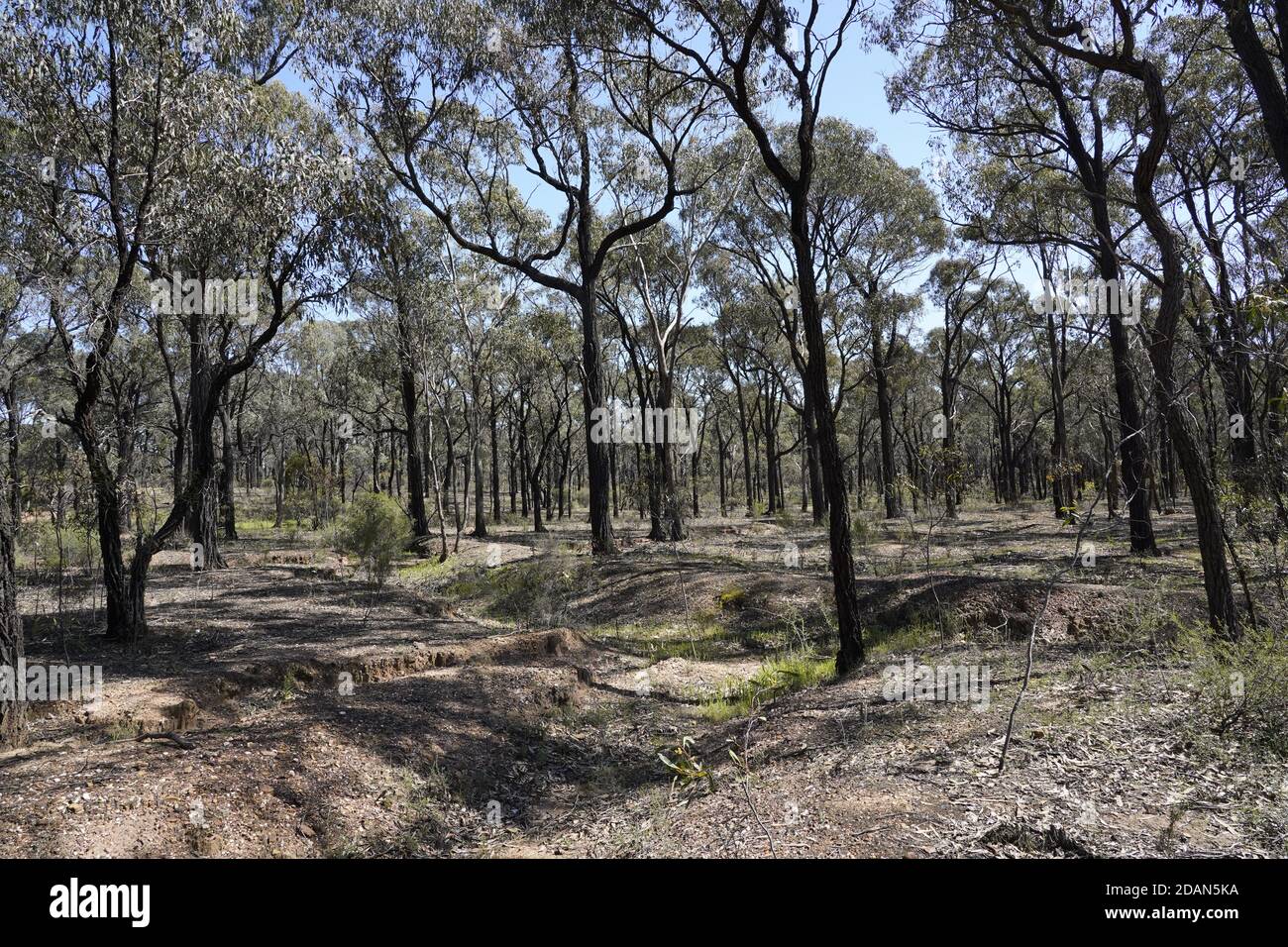 Native gum trees on the goldfields of Victoria Australia Stock Photo