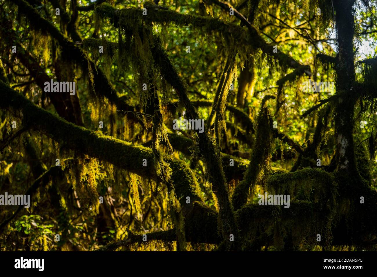 Laurel forest in Gomera Stock Photo - Alamy