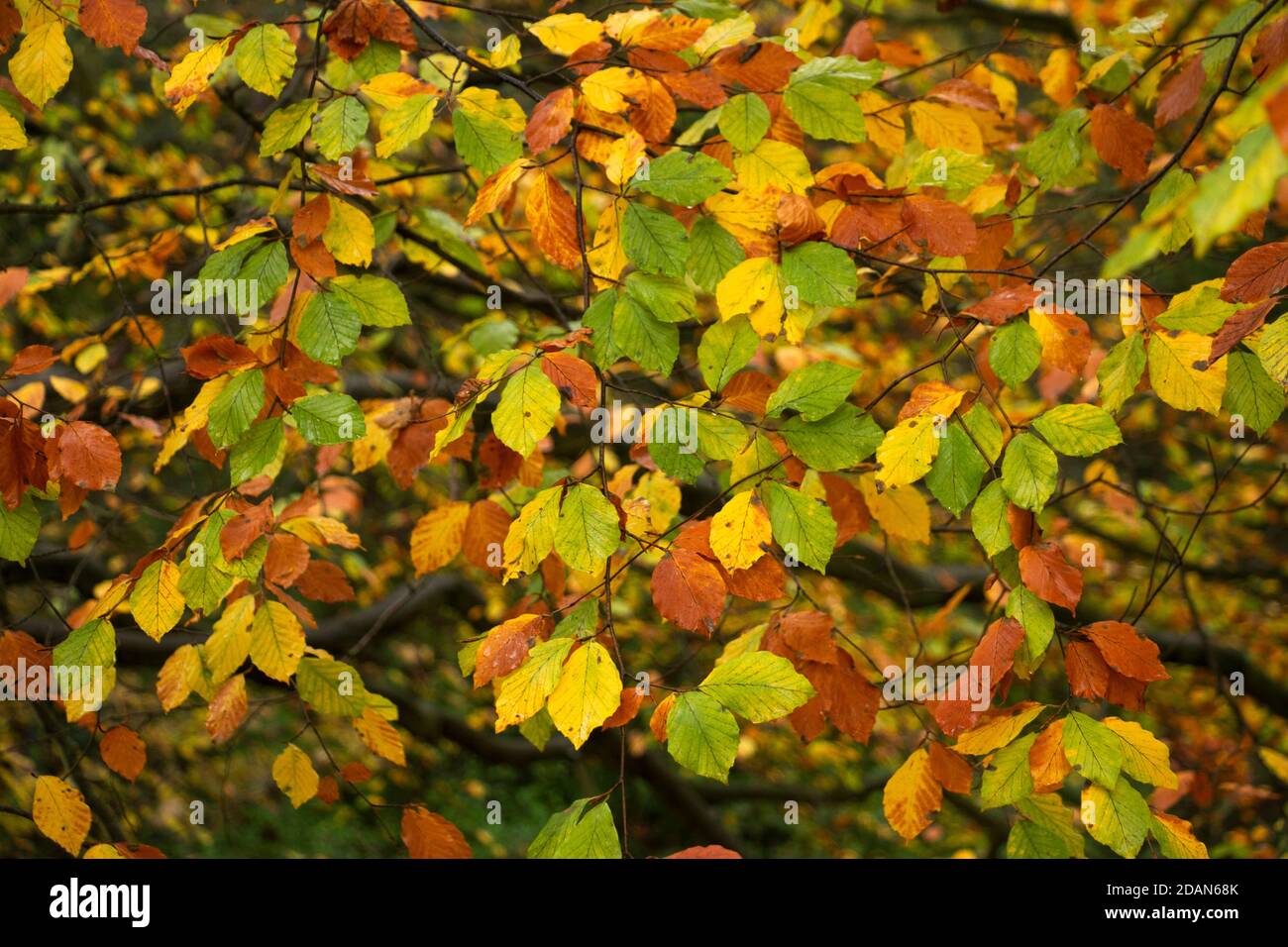 In autumn deciduous trees like this Beech start to withdraw nutrients and chlorophyll from the leaves to store for next seasons growth. Stock Photo