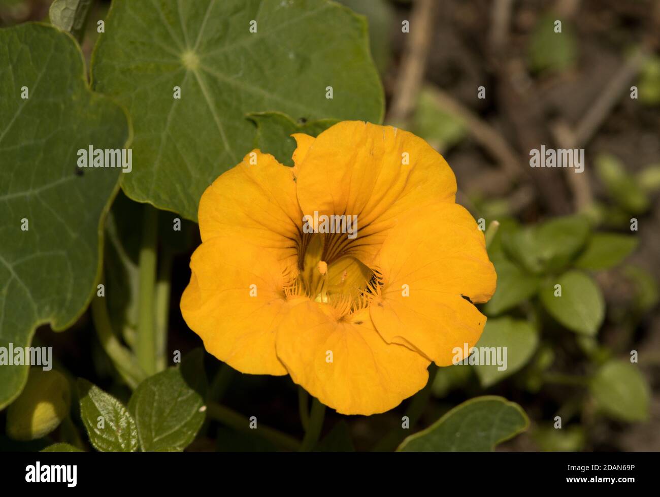 The Nasturtium was introduced to Spain from Central/Southern America in