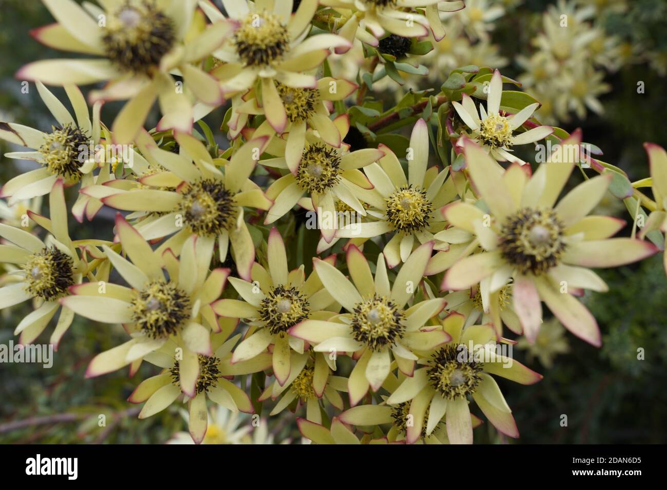 calico aster flower head stunning in bloom Stock Photo