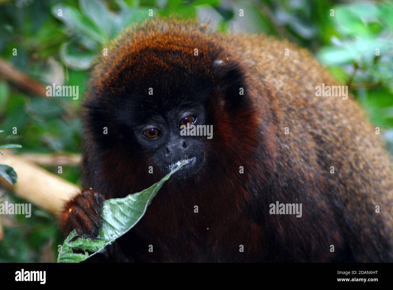 Red Titi Monkey also known as Coppery titi (Plecturocebus cupreus also Callicebus cupreus) a type of endangered New World primate from South America. Stock Photo