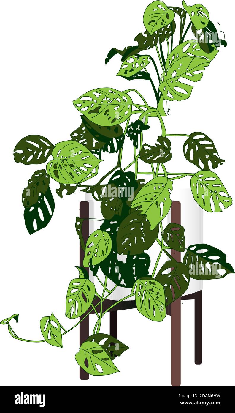 Climbing plant Trendy indoor. Modern flower pot. Plant vase. Plant