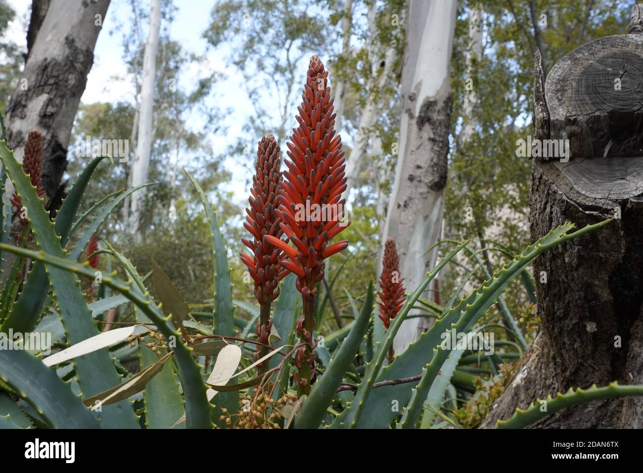 succulent aloes bright red poker like flowers Stock Photo