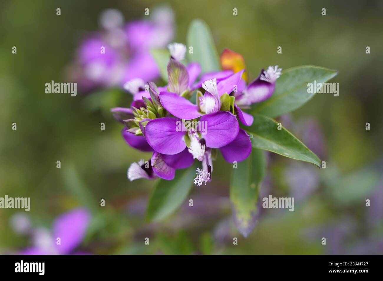 Sweet peas are made of this, beauty Stock Photo Alamy