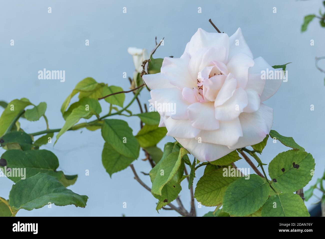 white rose blooming on plant close up view outdoors Stock Photo - Alamy