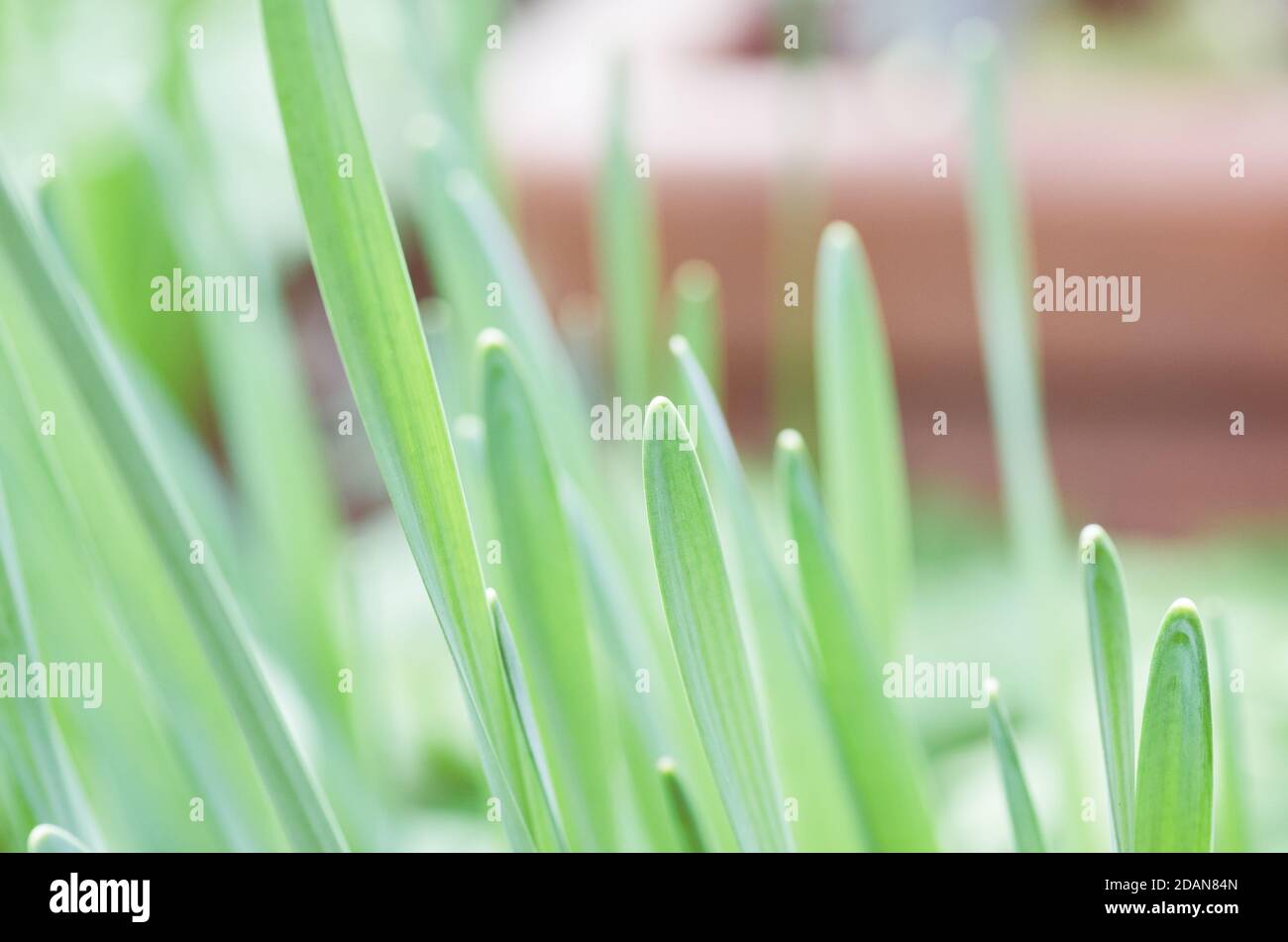 Selective focus shot of a green grass Stock Photo - Alamy