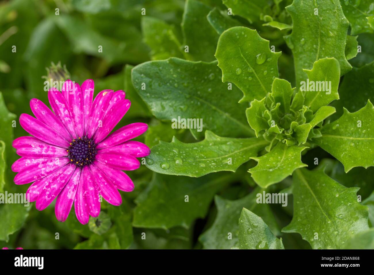 Osteospermum Nairobi Purple, natural garden flower portrait Stock Photo
