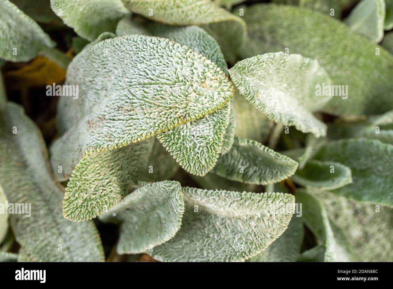 Stachys byzantine, lamb's-ear, close-up abstract of ground cover plants as natural patterns and texture Stock Photo