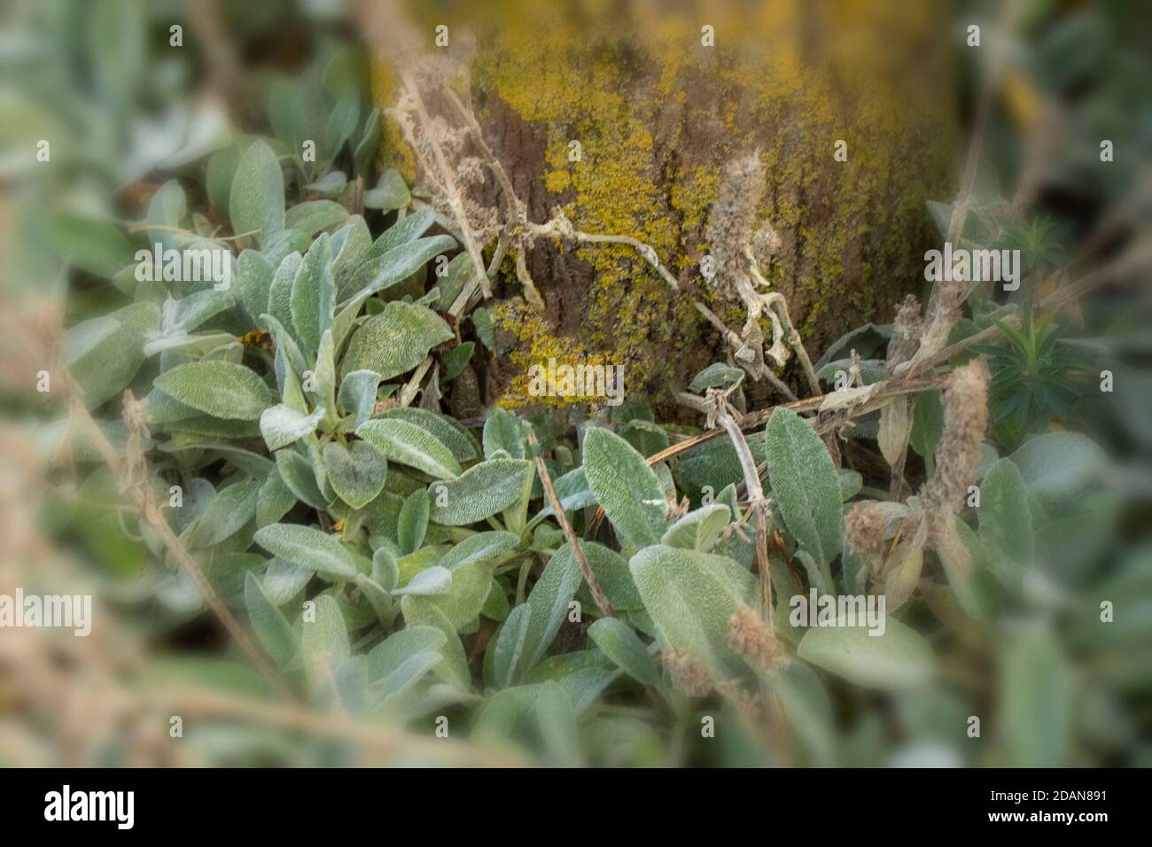 Stachys byzantine, lamb's-ear, close-up abstract of ground cover plants as natural patterns and texture Stock Photo