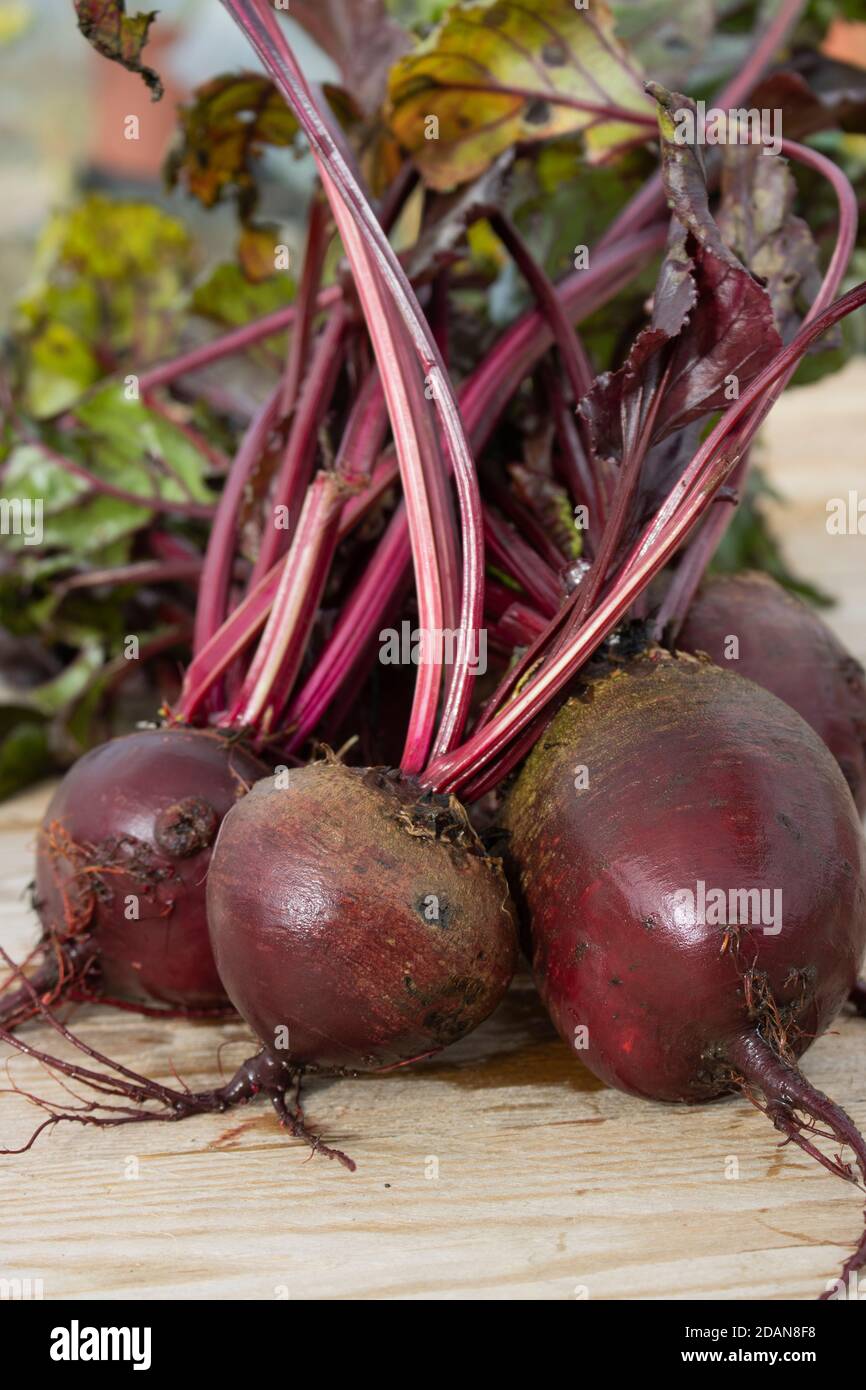 Beetroot freshly harvested. Red and organic Stock Photo - Alamy