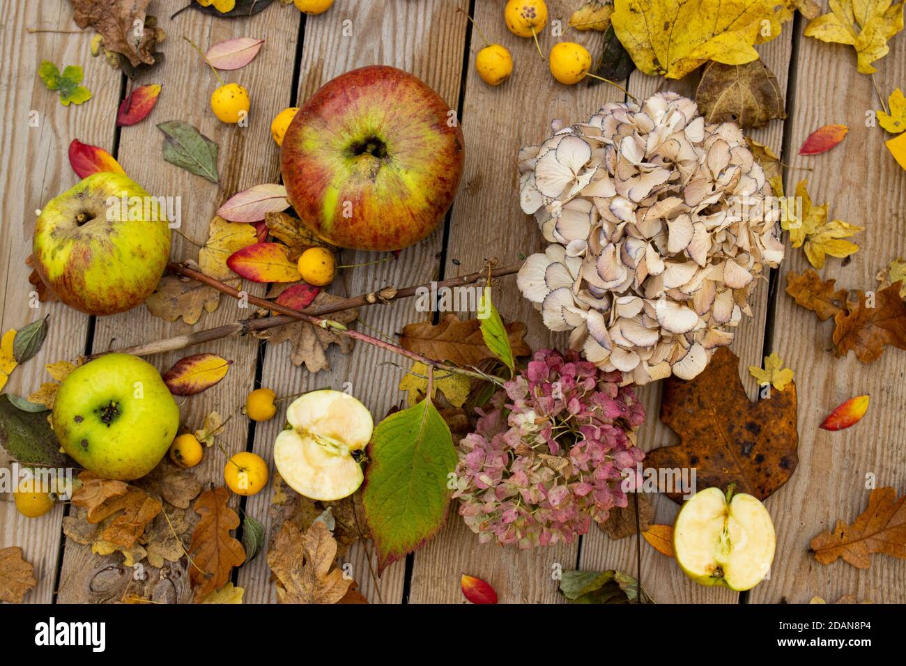An autumnal display of a variety of apples, autumn leaves and dried hydrangeas on a wooden table top Stock Photo