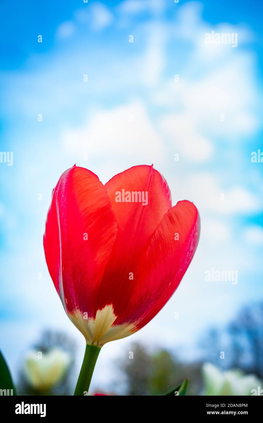 Red tulip close up from below Stock Photo - Alamy
