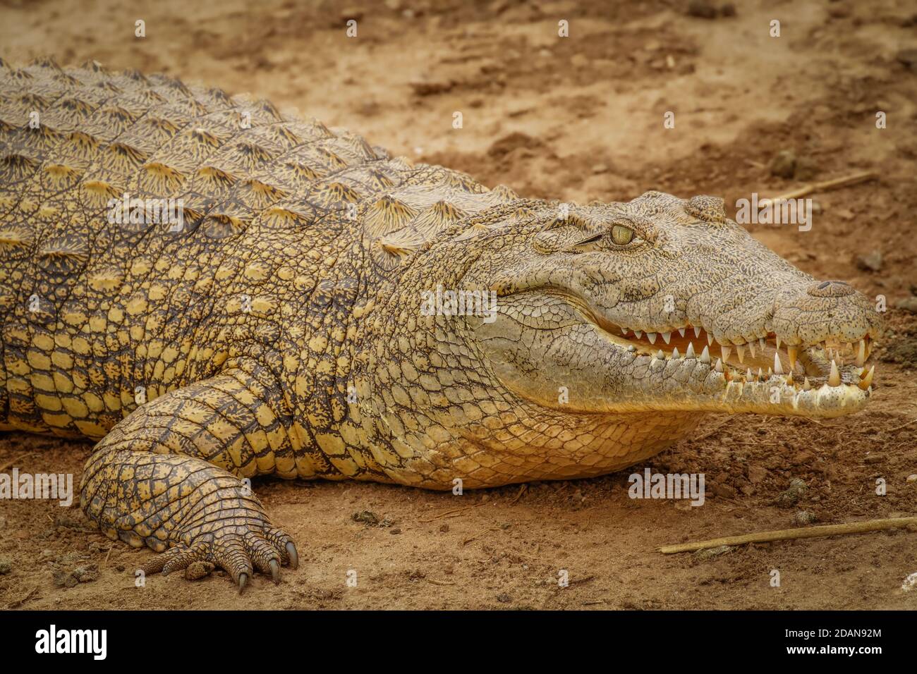 Close up Nile Crocodile ( Crocodylus niloticus) at the Kazinga Channel, Queen Elizabeth National Park, Uganda. Stock Photo