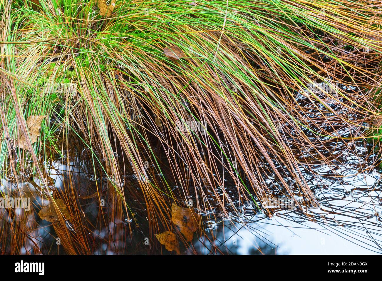 Tuft of grass at the waters edge Stock Photo