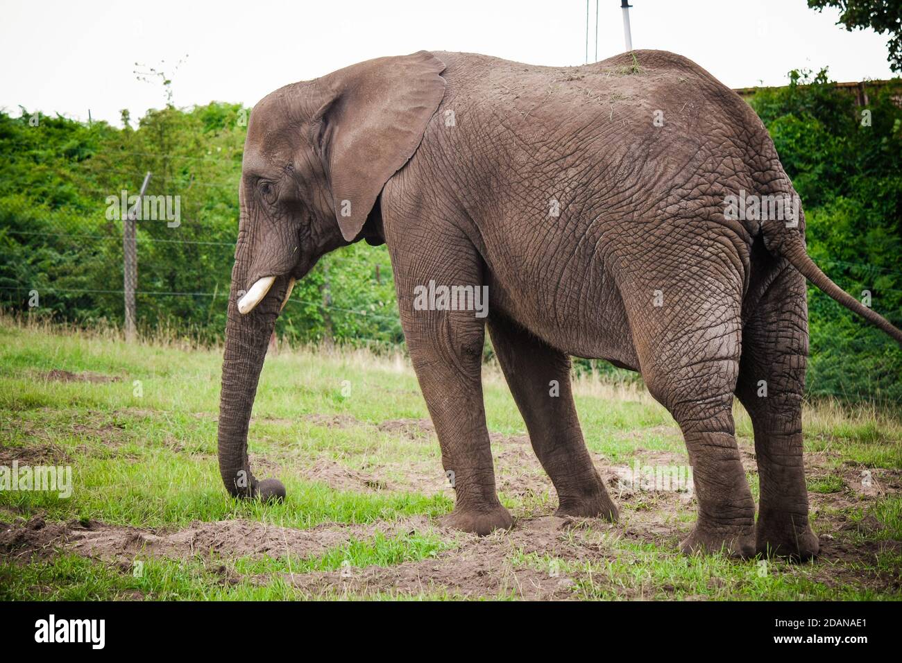 The wild elephant in zoo in Scotland UK. Stock Photo