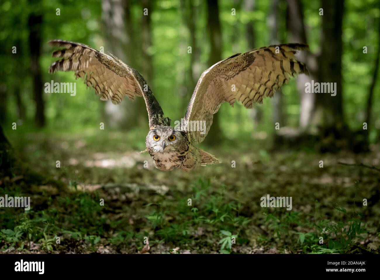 Eurasian eagle-owl Bubo bubo flight Stock Photo
