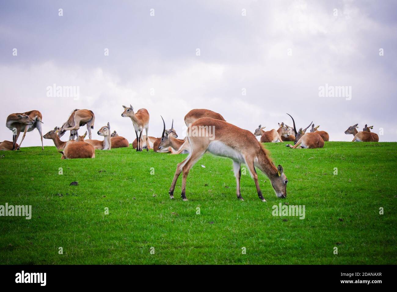 The deer nibbles the grass in zoo Scotland Stock Photo