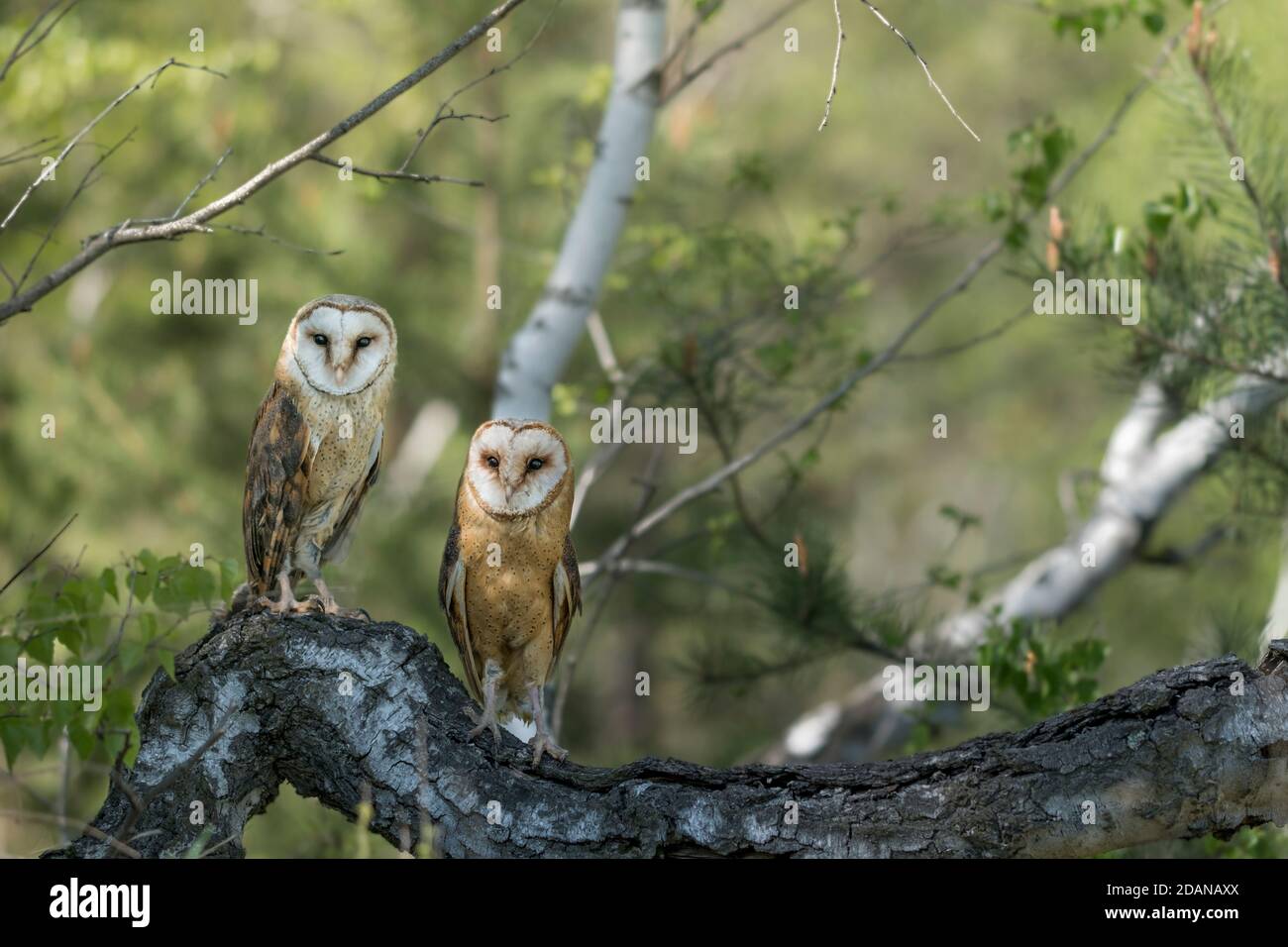 Barn owls sitting on the birch tree Stock Photo