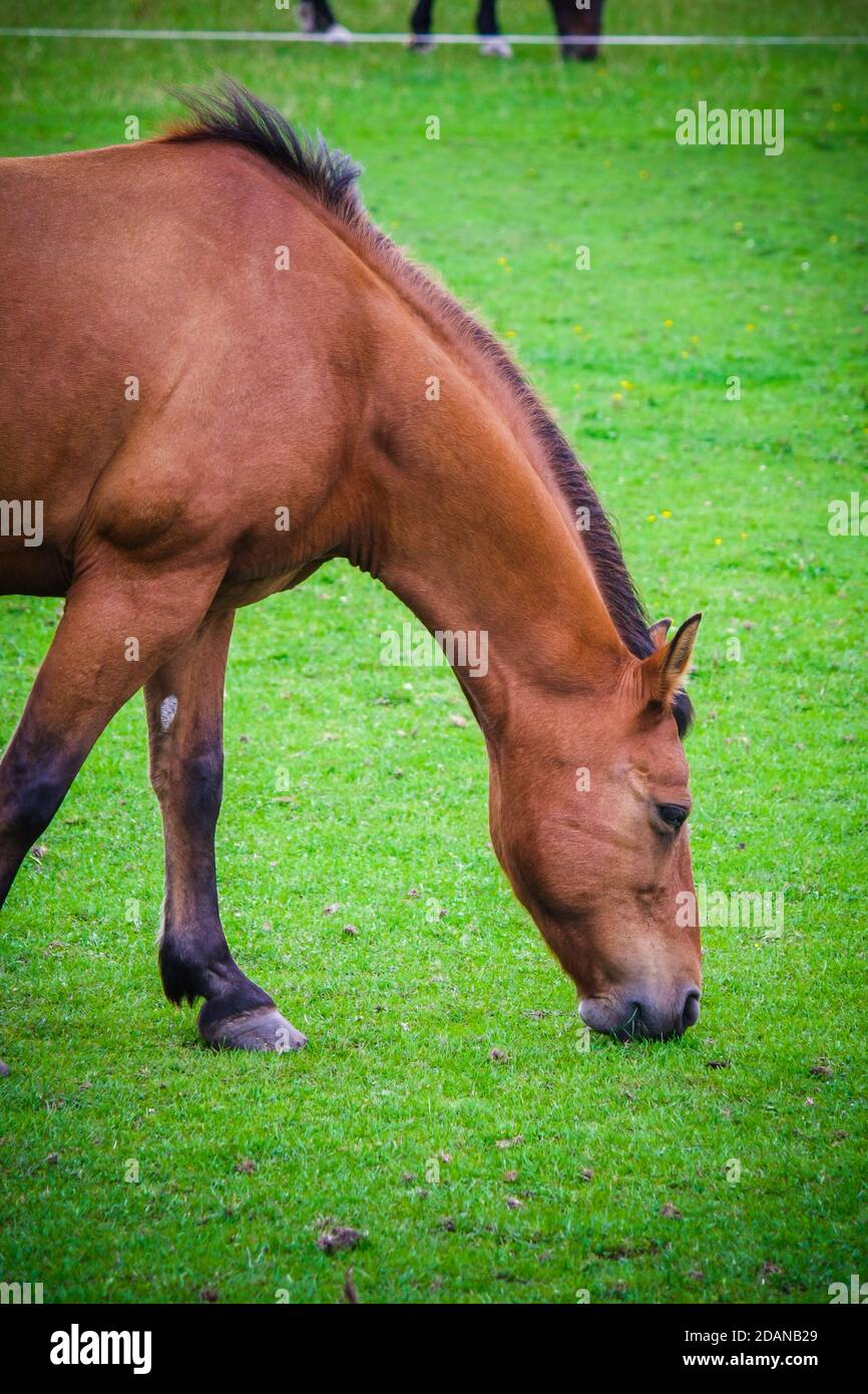 The horse nibbles the grass Stock Photo Alamy