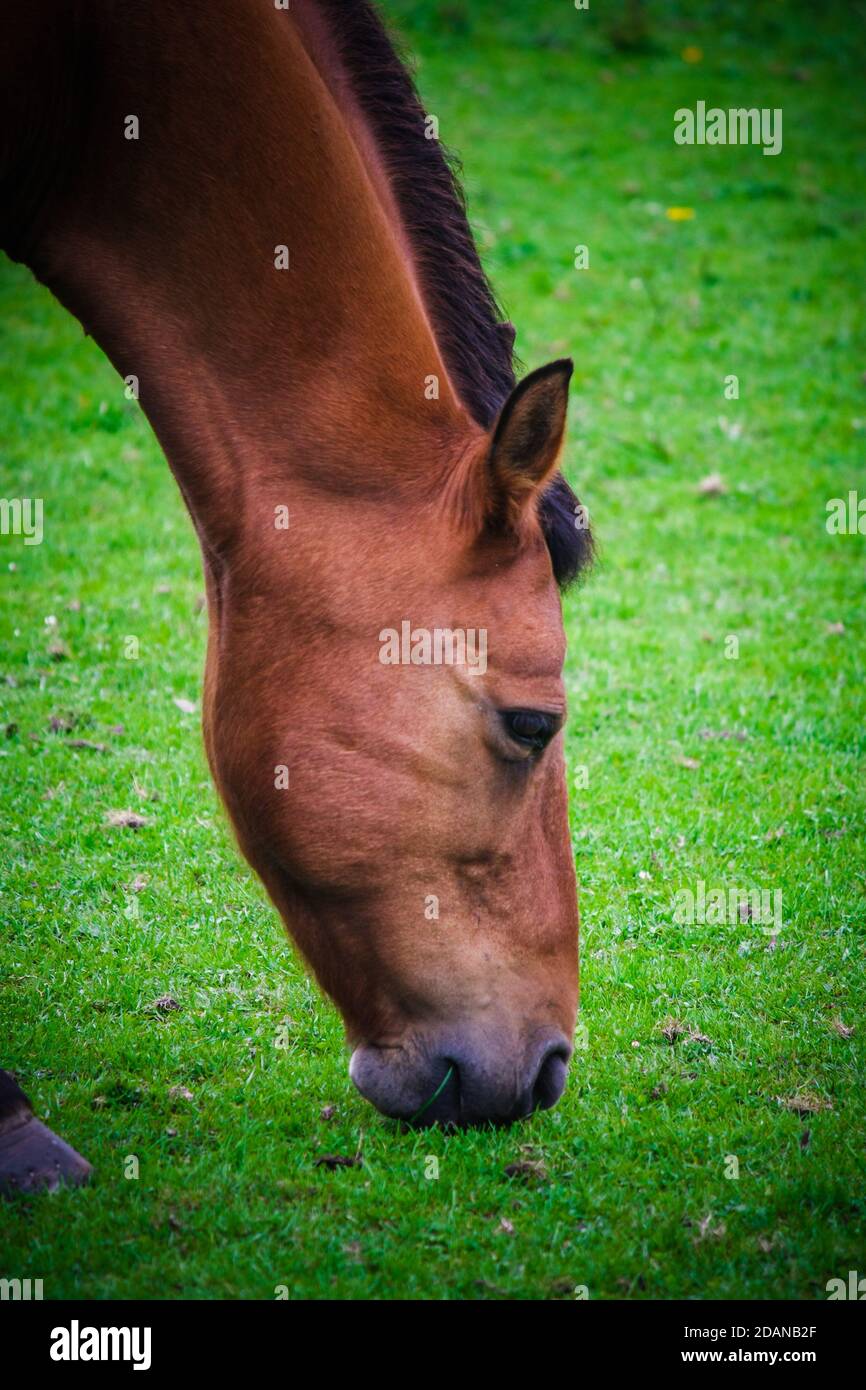 The horse nibbles the grass Stock Photo Alamy