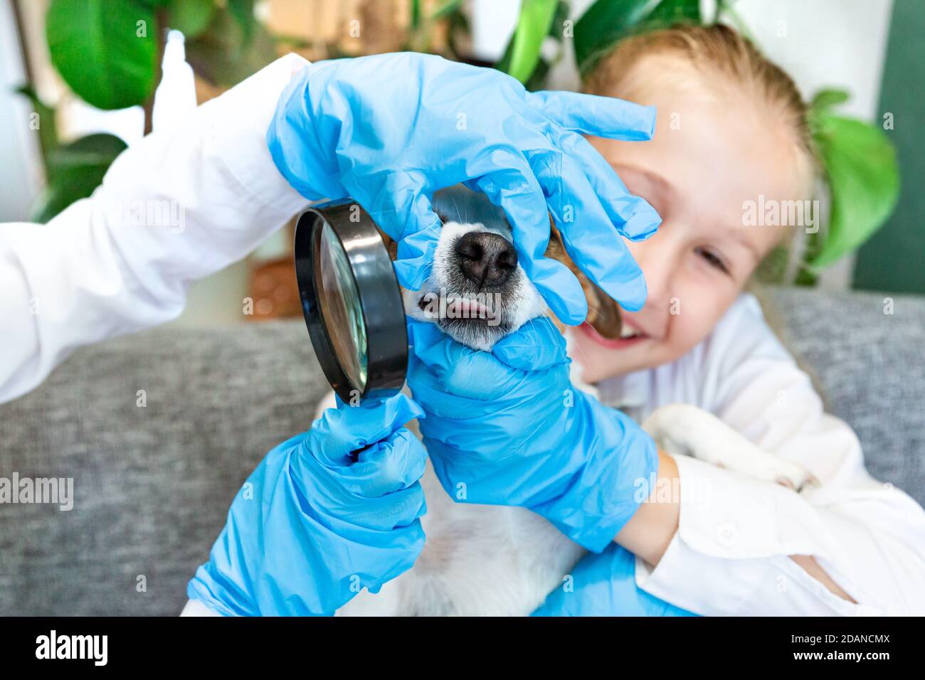 Children 8-9 years old in blue medical gloves examine a teeth of the dog Jack Russell under a magnifying glass. Scientific work on biology, zoology, h Stock Photo