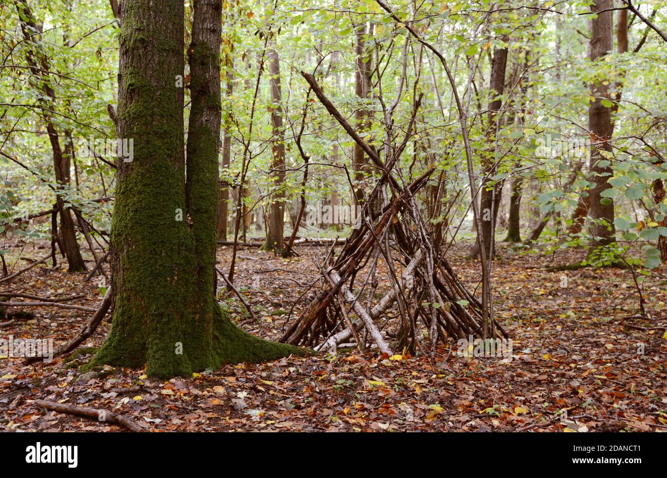 Improvised wigwam shelter built from fallen branches among mossy trees in an autumnal forest Stock Photo