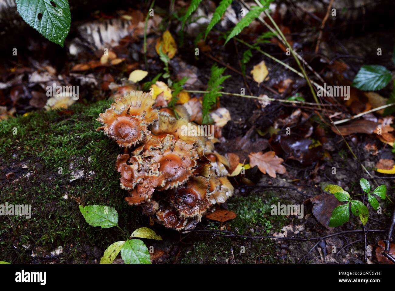Small brown fungus grows on a wet, mossy log among bracken and fallen leaves on a damp forest floor Stock Photo