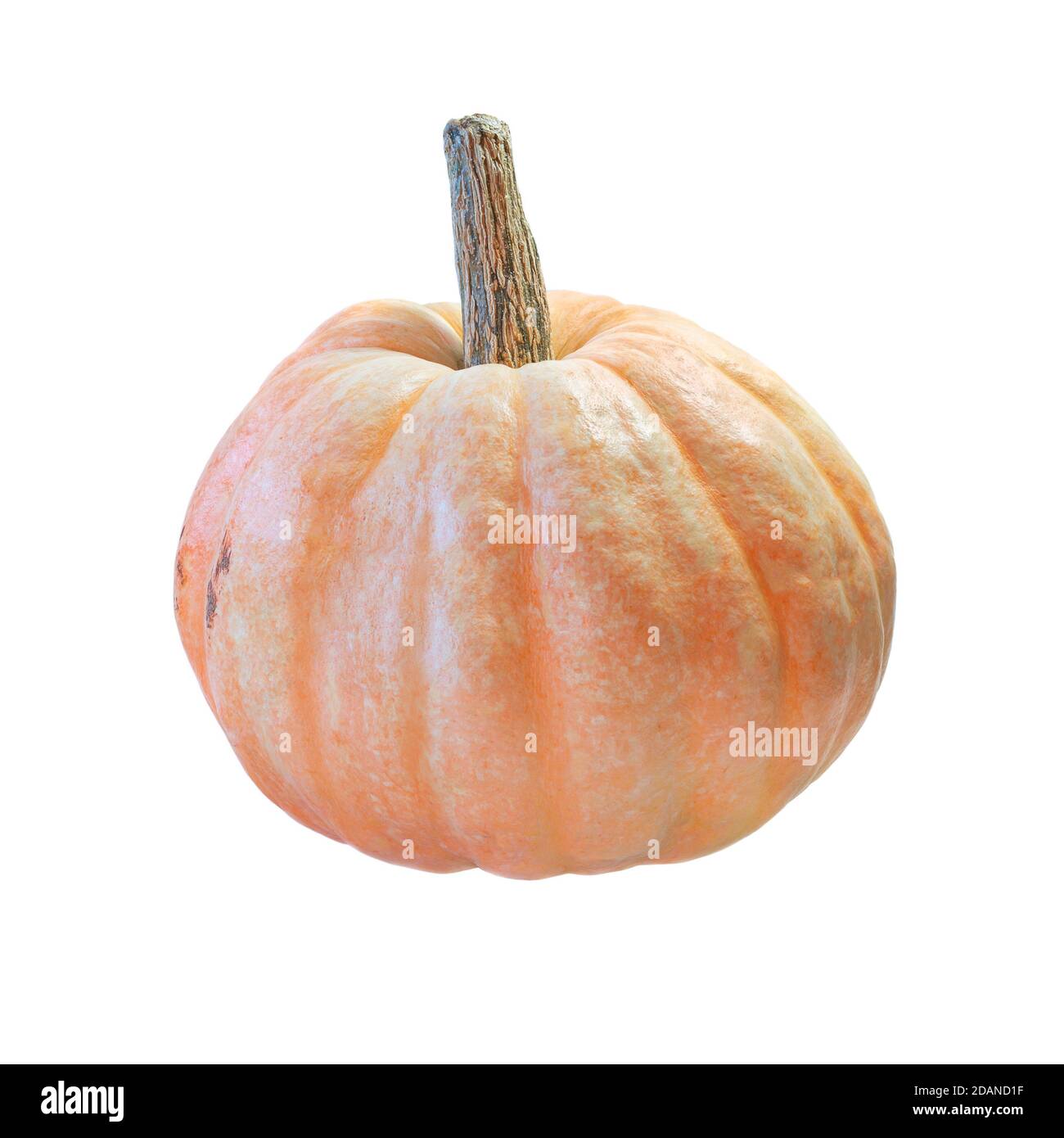 Ripe big orange pumpkin isolated on white background. Halloween, Thanksgiving. Vegetable culture, farm products, harvest, agriculture. Stock Photo