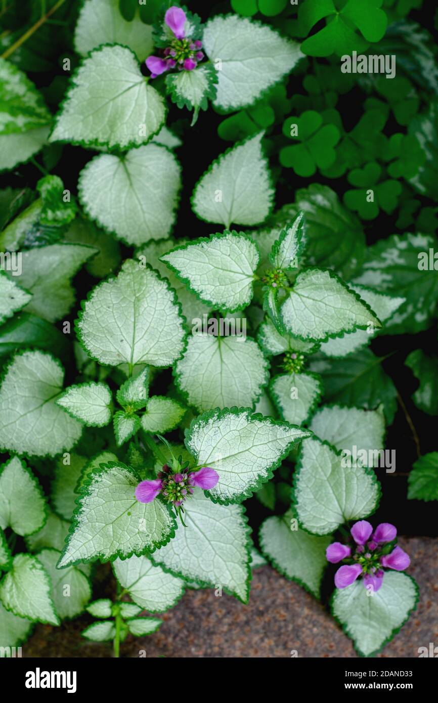 dead-nettle or clear speckled Bacon Silver is distinguished by its serrated silvery-green leaves with green edging. The shade of the buds is purple Stock Photo